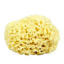 Neptune Natural Sea Wool Sponge - All Natural Honeycomb Renewable Sea Sponge, X -Large, Approx. 6 Inches Neptune Natural