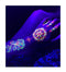 Temporary Tattoos – 1 Sheet Lotus Flower Design Body Paint Art Blacklight Reactive Light Festival Accessories Glow in the Dark Party Supplies | 7.2” x 5.2” Temp Great for EDM EDC Party Rave Parties d'IRIS studio