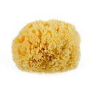 Natural Yellow Sea Wool Sponge 6 Inches. Perfect for Bath, Shower & Body Care. Super Soft & Not Skin Irritating. Baby Approved. Luxury Sponge in a Bag & Craft Box Paradise Goods