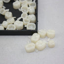 New Dental Temporary Crown Material for Molar Teeth with High Quality 1 Box by Superdental Super Dental