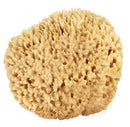 Sea Wool Sponge 5-6" (Large) by Bath & Shower Express Natural Renewable Resource! Bath & Shower Express