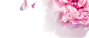 L'Occitane Pivoine Flora Hand Cream, 1 oz L'Occitane