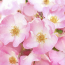 Weleda Renewing Face Lotion, 1 Fluid Ounce, Plant Rich Moisturizer with Wild Rose, Jojoba and Peach Kernel Oils Weleda