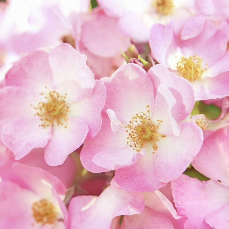 Weleda Renewing Eye Cream Fluid Ounce, 0.34 Fl Oz Weleda