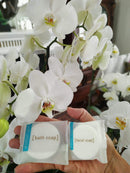 Hotel Size Soap, Round Facial 23 gr. 50 Bars per case, 2-inch Diameter White bar. Perfect for Airbnb, Travel, Guest, Vacation Fresh Choice