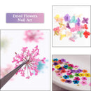 Aufisi Dried Flowers Nail Art - 1 Box Mini Real Natural Pressed Dry Flowers, 12 Colors Dry Flowers Nail Art Decoration Supplies, 3D Applique DIY Nail Decoration Sticker (Japanese Dried Flowers) Aufisi