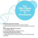 Photozyme DNA Repair Anti Aging Body Lotion Complex with DNA Enzymes + Omega 3 + 6 | Moisturizing, Hydrating, + Nourishing Skin Cream to Repair Sun Damage | Fragrance Free, Unscented | 8 Fl. Oz Infinity Warehouse