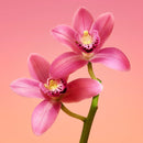 Calvin Klein Euphoria Eau De Parfum, 1.0 Fl. Oz. Calvin Klein