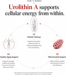 Urolithin A PRO Capsules - 1000mg, 120 Ct - Ultra Micronized Urolithin A Supplement for Mitochondrial Support, Cellular Health, Muscle Function & Healthy Aging Infinity Warehouse