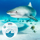 Stream2Sea SPF 30 Mineral Sunscreen & Squalane Oil for for Moisturized Skin and Hair -Boosts Collagen with Vitamin E - Natural Protection & Hydration for Skin - Reef Safe and Paraben Free STREAM 2 SEA