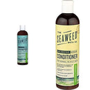 The Seaweed Bath Co. Hydrating & Balancing Shampoo And Conditioner With Natural Seaweed, Eucalyptus And Peppermint Scent, Vegan, Cruelty Free, Gluten Free, Paraben Free, 12 oz (Bundle) The Seaweed Bath Co.