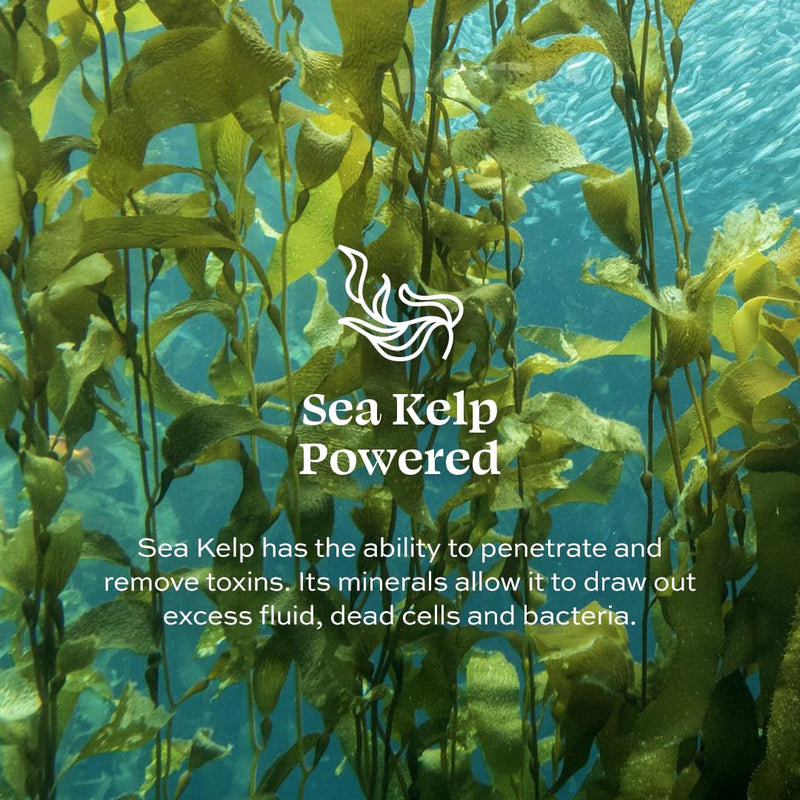 Aleavia Body Cleanse – Organic & All-Natural Prebiotic Body Wash – Fragrance-free and Sulfate-Free Enzymatic Body Cleanser – 16 Oz. Infinity Warehouse