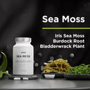 Amen Sea Moss Supplement - 1000mg Organic Irish Sea Moss, Bladderwrack, Burdock - Vitamin C, Aloe Vera, Black Pepper - Seaweed Superfood, Vitamins, Minerals, and Antioxidants - Non-GMO - 90 Capsules Infinity Warehouse