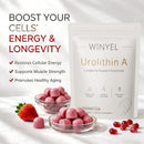 Urolithin A Supplement Gummies 500mg with Trans-Resveratrol, CoQ10 Mitochondrial & Cellular Energy Support for Healthy Aging, Muscle Strength & Longevity Vegan, Non-GMO, 60 Count Infinity Warehouse