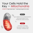 Urolithin A Supplement with NAD, Resveratrol, CoQ10, PQQ – 5-in-1 Longevity Complex to Support Healthy Aging, Mitochondrial Energy, Cellular Renewal, Cognitive Function, Muscle Health – 2 Month Supply Infinity Warehouse