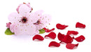 GIOVANNI 2chic Ultra Luxurious Shampoo & Conditioner Set, 24 oz. Cherry Blossom & Rose Petals, Enriched with Aloe Vera, Calms and Smooths Curly & Wavy Hair,Sulfate Free, Color Safe, Paraben Free GIOVANNI Store