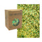 Eco Friendly Biodegradable Glitter Chunky Glitter for Festivals. Body Glitter for Hair Glitter, Nail Glitter, Face Eyeshadow glitter, Rave accessories, Holographic glitter makeup (Green Gold) ELECTRIKGLITTER