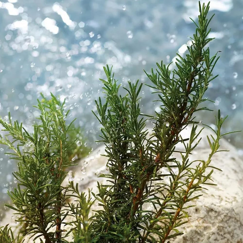 Dolce & Gabbana Light Blue Pour Homme, Eau De Toilette Spray, Fragrance For Men Infinity Warehouse