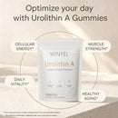 Urolithin A Supplement Gummies 500mg with Trans-Resveratrol, CoQ10 Mitochondrial & Cellular Energy Support for Healthy Aging, Muscle Strength & Longevity Vegan, Non-GMO, 60 Count Infinity Warehouse
