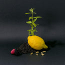 Compagnie de Provence Savon de Marseille Extra Pure Liquid Soap, Black Tea, 101.4 Fl Oz Eco Refill Infinity Warehouse