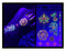 Temporary Tattoos – 1 Sheet Lotus Flower Design Body Paint Art Blacklight Reactive Light Festival Accessories Glow in the Dark Party Supplies | 7.2” x 5.2” Temp Great for EDM EDC Party Rave Parties d'IRIS studio