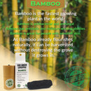 Compostable Bamboo Charcoal Dental Floss Refill | 33yds x4 | Peppermint Essential Oil | 4 Pack | Zero Waste Ecogreen Lifestyle