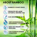 Boonboo Cotton Swabs | 400 Count Bamboo Cotton Buds | Plastic-Free | Biodegradable & Sustainable BOONBOO