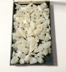 Ocean Aquarius Temporary Crown Material Anterior Front Teeth (50PCS) Ocean Aquarius