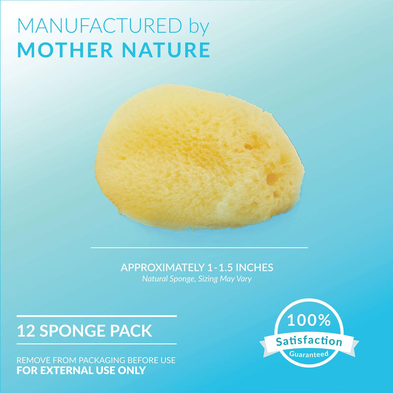 Neptune Natural Sea Soft Silk Sponge - for Cosmetic Use, Art, Facial Cleansing 12pk, 1-1.5 inches Neptune Natural