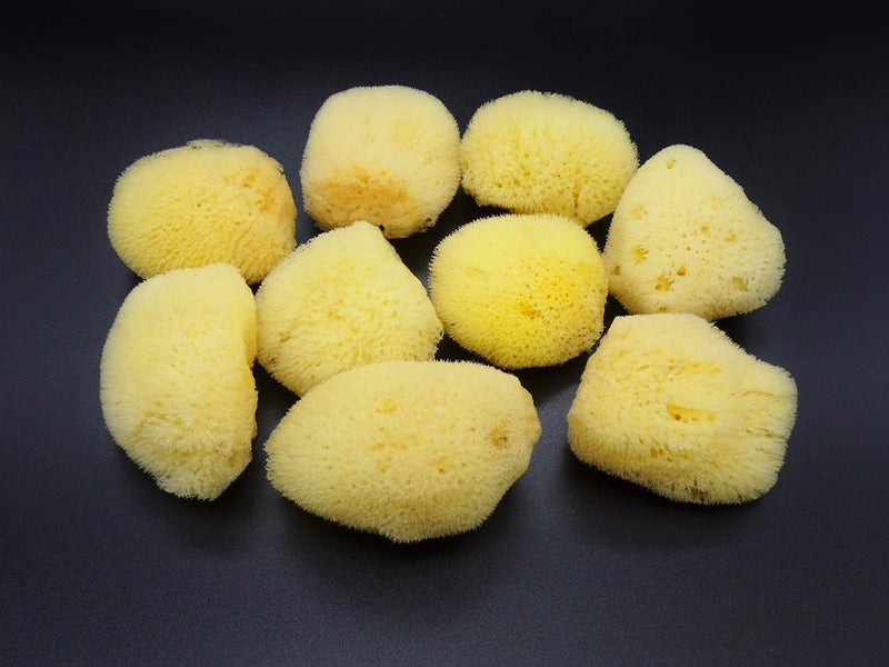 Natural Sea Silk Sponges 12pk: Size 1.5"-3" like Cotton Balls, for Cosmetic Use, Makeup Application & Removal, Face & Eye Cleaning, with Luxury Gift Bag by Constantia Beauty® Constantia Beauty