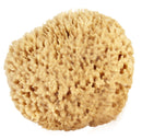 Sea Wool Sponge 5-6" (Large) by Bath & Shower Express Natural Renewable Resource! Bath & Shower Express