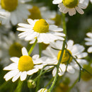 Herbal Essences Shine Collection Shampoo Infinity Warehouse