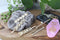 Sigma Delta Tau - Sorority Hair Clips - 6/pack Sorority Shop