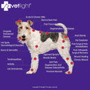 SHINE VETLIGHT Red Light for Dogs, Cats, Horses and Other Animals. Infinity Warehouse