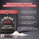 Lineage Provisions Micronized Creatine Monohydrate with Sea Salt - Micronized Creatine Powder for Training & Performance – No Artificial Ingredients – 90 Servings Infinity Warehouse