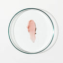 Grown Alchemist Tinted Age Repair Lip Treatment (3.8g / 0.14oz) Grown Alchemist