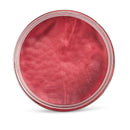 Sangria - Color Blast Temporary Hair Makeup Wax Curls Unleashed