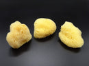 Natural Sea Silk Sponges 12pk: Size 1.5"-3" like Cotton Balls, for Cosmetic Use, Makeup Application & Removal, Face & Eye Cleaning, with Luxury Gift Bag by Constantia Beauty® Constantia Beauty