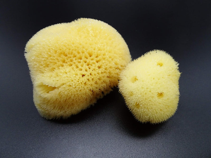 Natural Sea Silk Sponges 12pk: Size 1.5"-3" like Cotton Balls, for Cosmetic Use, Makeup Application & Removal, Face & Eye Cleaning, with Luxury Gift Bag by Constantia Beauty® Constantia Beauty
