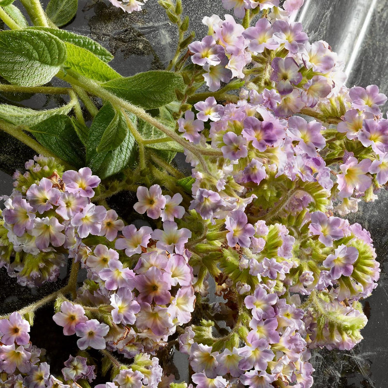 Dolce & Gabbana Q Infinity Warehouse