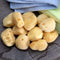 Neptune Natural Sea Soft Silk Sponge - for Cosmetic Use, Art, Facial Cleansing 12pk, 1-1.5 inches Neptune Natural