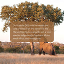 Pure Body Naturals Marula Facial Oil, 1 Fluid Ounce - Cold-pressed, Refined Luxury Beauty Oil for Face and Hair - Vegan, Gluten-free and 100% Natural Pure Body Naturals