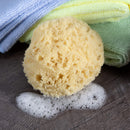 Neptune Natural Sea Wool Sponge - All Natural Honeycomb Renewable Sea Sponge, X -Large, Approx. 6 Inches Neptune Natural