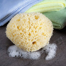 Neptune Natural Sea Wool Sponge - All Natural Honeycomb Renewable Sea Sponge, Jumbo, 6.5-7.5 inches Neptune Natural